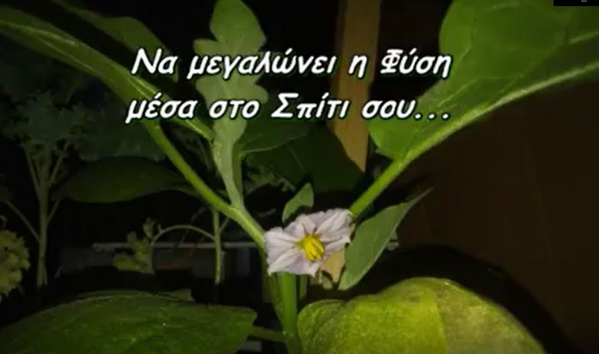 Έξυπνο Σύστημα Διαχείρισης Φυτών με Αυτόματο Πότισμα και Παρακολούθηση Έξυπνο Σύστημα Διαχείρισης Φυτών με Αυτόματο Πότισμα και Παρακολούθηση