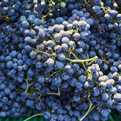 WINE TOUR EXPERIENCE photo2