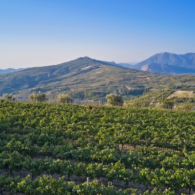 WINE TOUR EXPERIENCE photo4